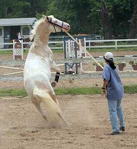 Horse Brace - Large Animal Braces